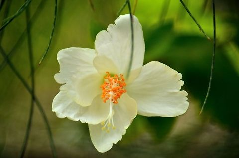 White hibiscus  Chinese hibiscus,Geotagged,Hibiscus rosa-sinensis,India