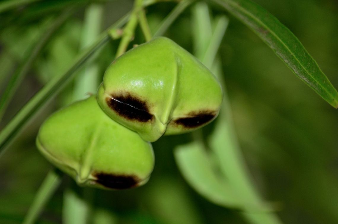 Thevetia seed  Cascabela thevetia,Geotagged,India,Mexican Oleander,Thevetia peruviana,Yellow Oleander