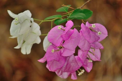 Bougainvillea flowers  Bougainvillea glabra,Geotagged,India