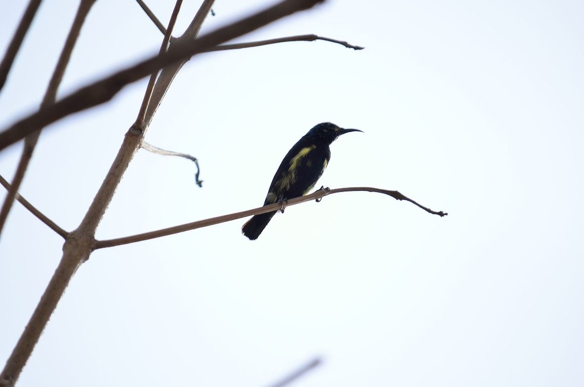 Sunbird  Cinnyris asiaticus,Cyanomitra veroxii,Geotagged,Grey Sunbird,India,Purple Sunbird