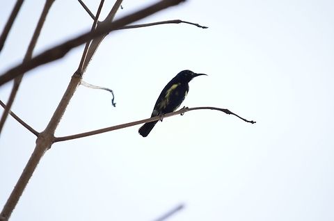 Sunbird  Cinnyris asiaticus,Cyanomitra veroxii,Geotagged,Grey Sunbird,India,Purple Sunbird