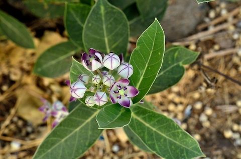 Calotropis gigantea  Calotropis gigantea,Geotagged,India