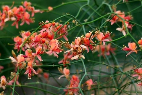Orange flower  Capparis decidua,Geotagged,India,Kairor karir or kareer
