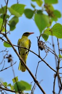 Indian golden oriole  Geotagged,India,Indian golden oriole,Oriolus kundoo