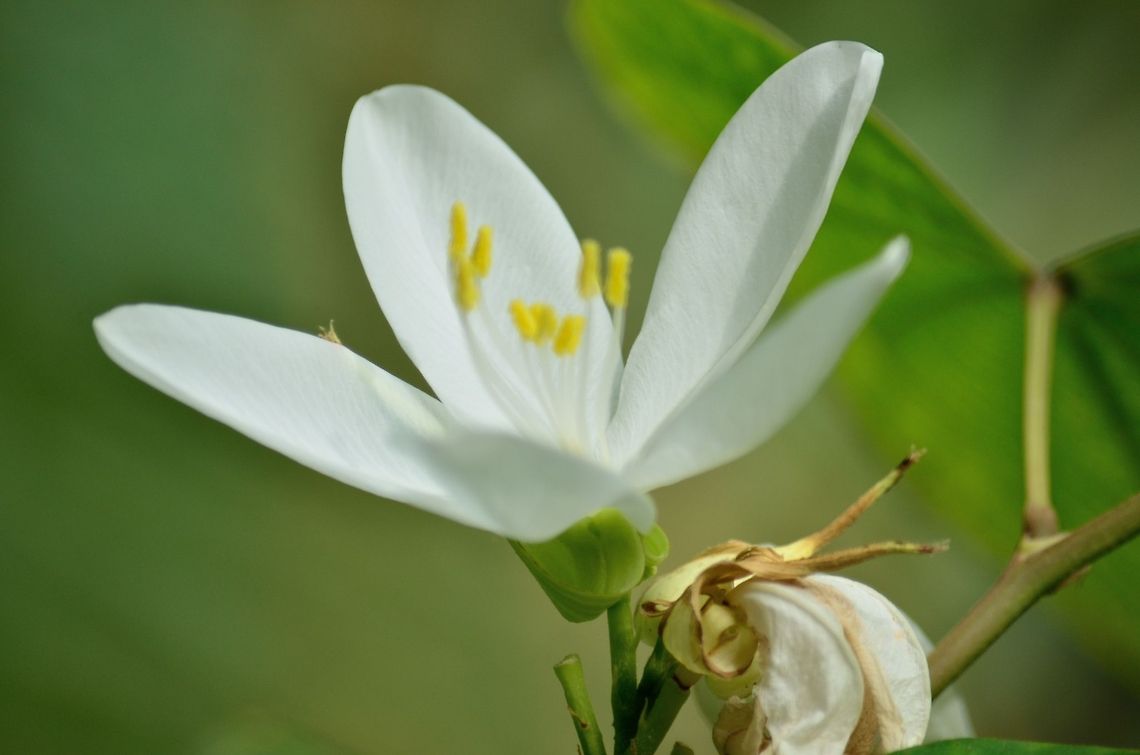 White flower  Geotagged,India