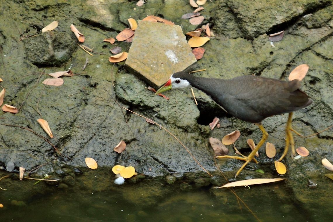 White-breasted Waterhen  Amaurornis phoenicurus,Geotagged,India,White-breasted Waterhen
