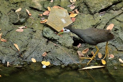White-breasted Waterhen  Amaurornis phoenicurus,Geotagged,India,White-breasted Waterhen