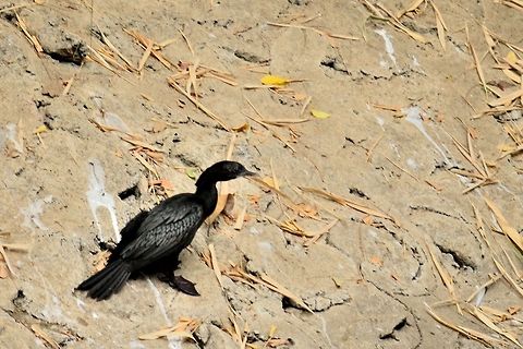 Little cormorant  Geotagged,India,Little cormorant,Microcarbo niger