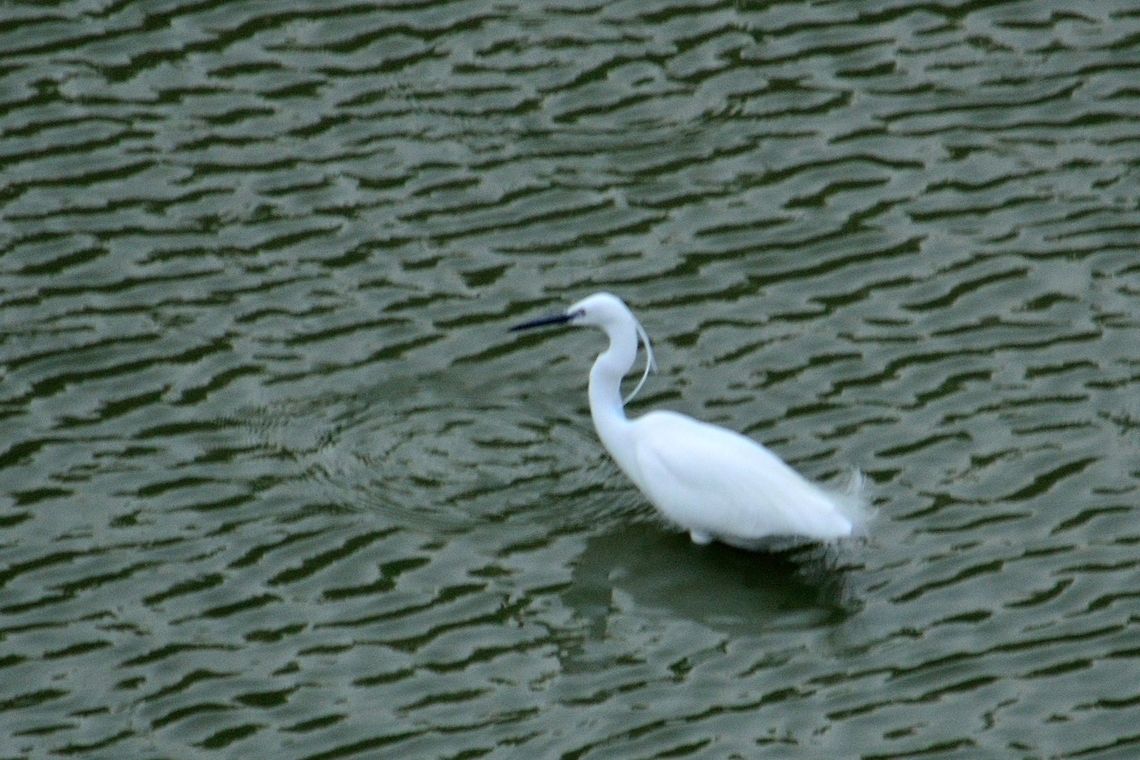 Little egret  Egretta garzetta,Geotagged,India,Little Egret