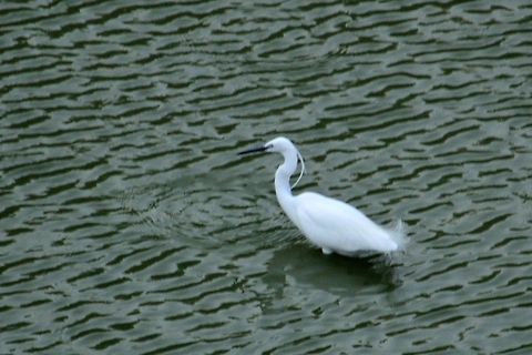Little egret  Egretta garzetta,Geotagged,India,Little Egret