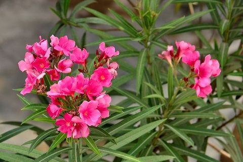 Pink  Oleander  Nerium,Nerium oleander