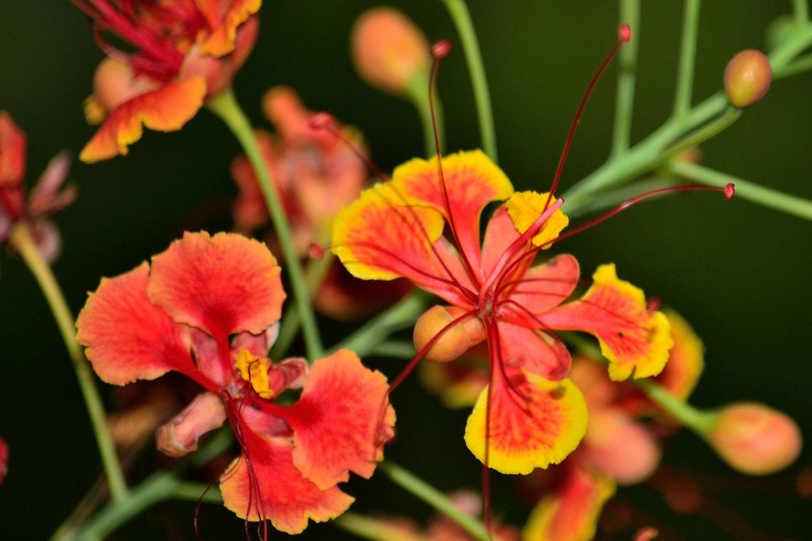 Flamboyant Tree  Caesalpinia pulcherrima,Geotagged,India