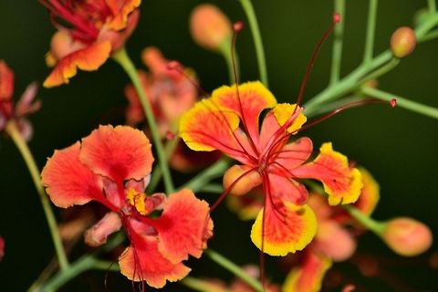 Flamboyant Tree  Caesalpinia pulcherrima,Geotagged,India