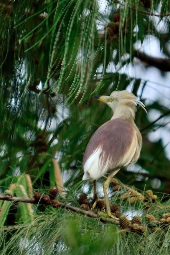 Indian Pond Heron  Ardeola grayii,Geotagged,India,Indian Pond Heron