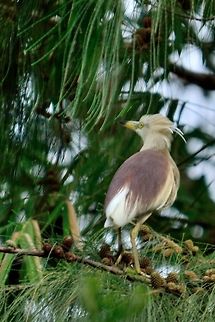 Indian Pond Heron  Ardeola grayii,Geotagged,India,Indian Pond Heron