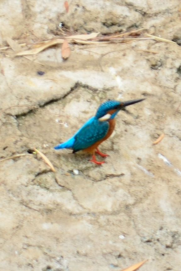 Common Kingfisher  Alcedo atthis,Common Kingfisher,Geotagged,India