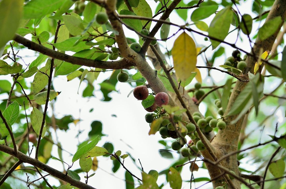 common fig  Ficus racemosa,Geotagged,India