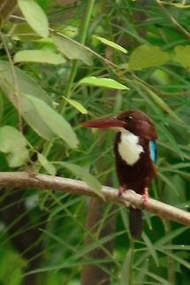 white-breasted kingfisher  Alcedo meninting,Blue-eared Kingfisher,Geotagged,India