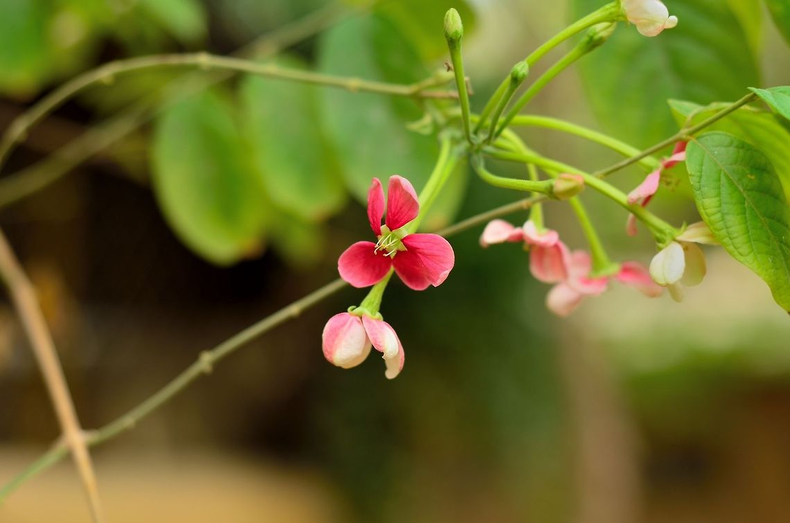 Pink flower  Geotagged,India