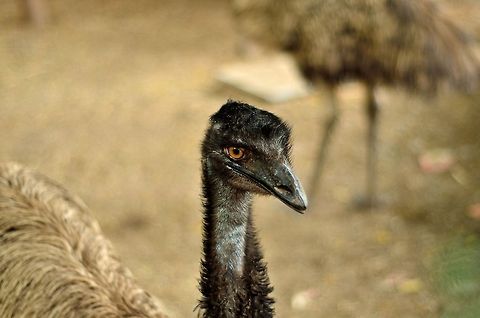 Emu at the zoo Dromaius novaehollandiae,Emu,Geotagged,India