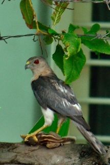 Kite with game  Black-shouldered Kite,Elanus axillaris,Geotagged,India
