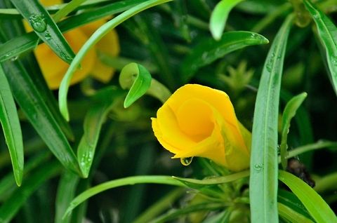 Yellow Thevetia  Cascabela thevetia,Geotagged,India