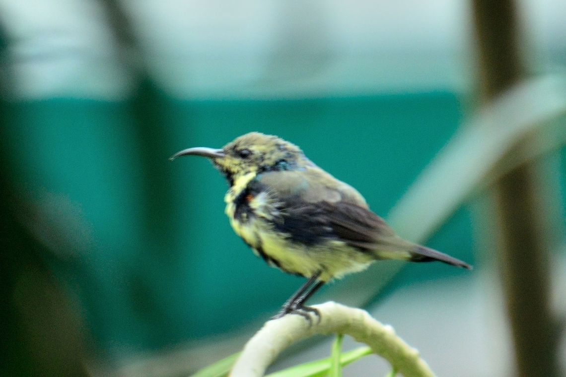 sunbird  Cinnyris asiaticus,Geotagged,India,Purple Sunbird