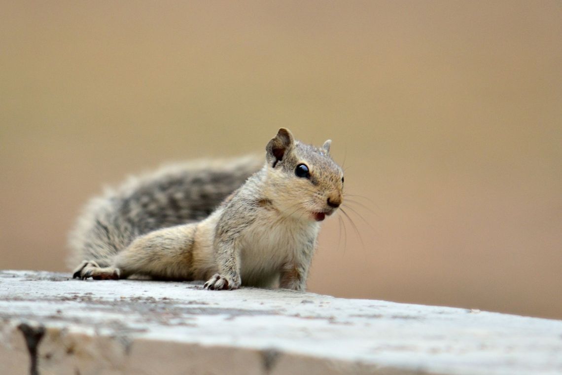 Indian Palm Squirrel  Funambulus palmarum,Geotagged,India,Indian palm squirrel