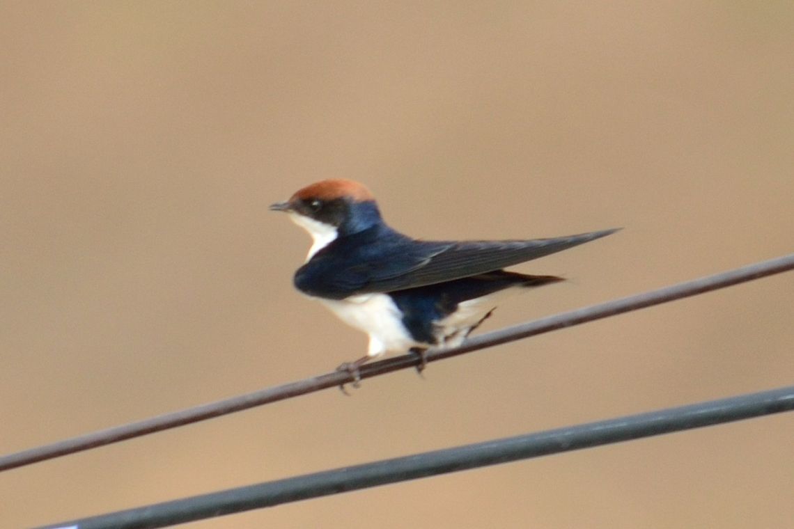 Female Wire-tailed swallow  Geotagged,Hirundo smithii,India,Wire-tailed Swallow