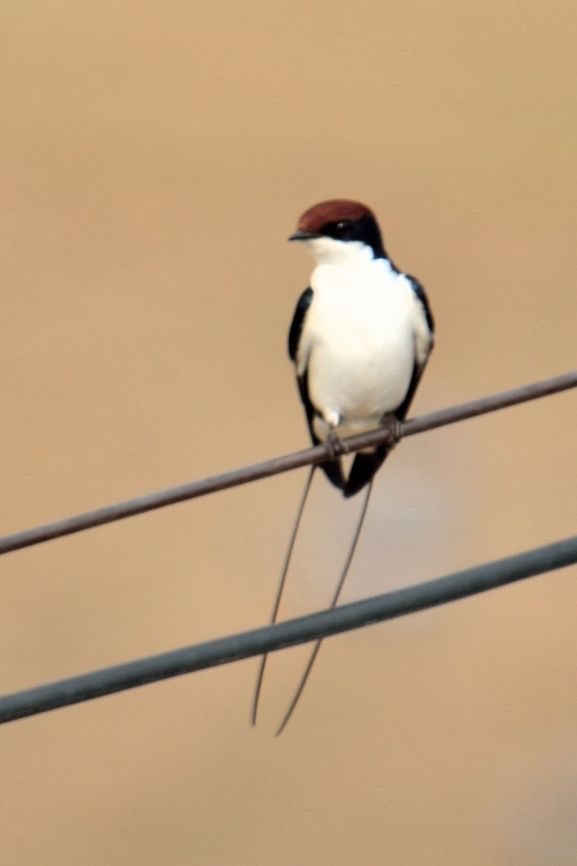 Male wire tailed swallow  Geotagged,Hirundo smithii,India,Wire-tailed Swallow