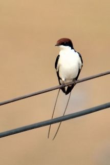 Male wire tailed swallow  Geotagged,Hirundo smithii,India,Wire-tailed Swallow