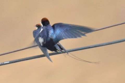 Mating Wire-tailed swallow  Geotagged,Hirundo smithii,India,Wire-tailed Swallow