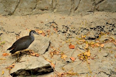 The watercock  Amaurornis phoenicurus,Geotagged,India,White-breasted waterhen