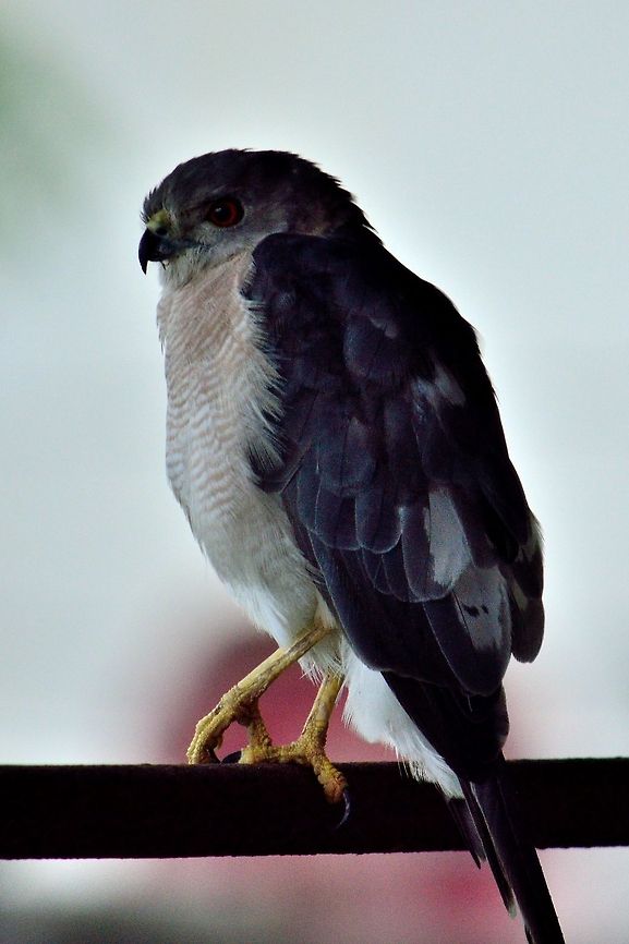 Black Shouldered Kite  Accipiter badius,Accipiter nisus,Black-shouldered Kite,Elanus axillaris,Eurasian Sparrowhawk,Geotagged,India,Shikra