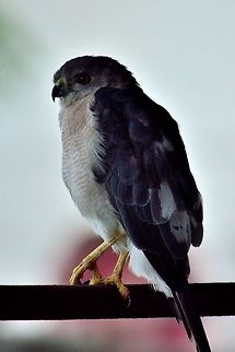 Black Shouldered Kite  Accipiter badius,Accipiter nisus,Black-shouldered Kite,Elanus axillaris,Eurasian Sparrowhawk,Geotagged,India,Shikra