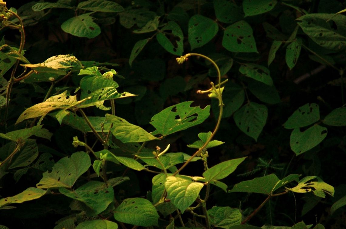 Eaten Leaves  Geotagged,India