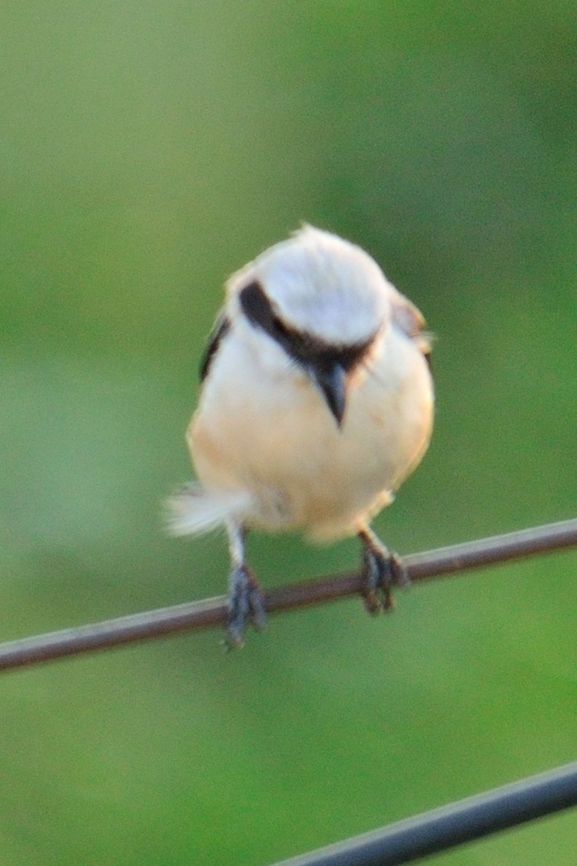 Southern Grey Shrike  Geotagged,India,Lanius meridionalis,Southern Grey Shrike