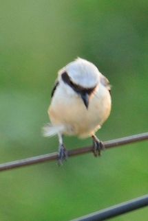 Southern Grey Shrike  Geotagged,India,Lanius meridionalis,Southern Grey Shrike