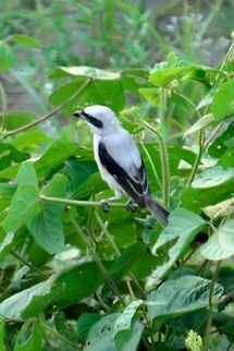 Spectacled bird  Geotagged,India,Lanius meridionalis,Southern Grey Shrike