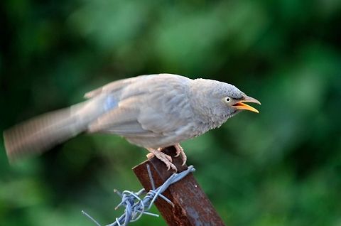 Jungle Babbler  Common Babbler,Geotagged,India,Jungle Babbler,Turdoides caudata,Turdoides striata