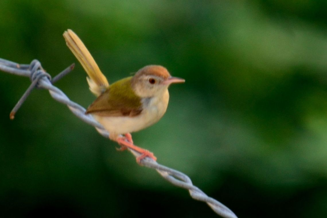 Common Tailor Bird  Common Tailorbird,Geotagged,India,Orthotomus sutorius