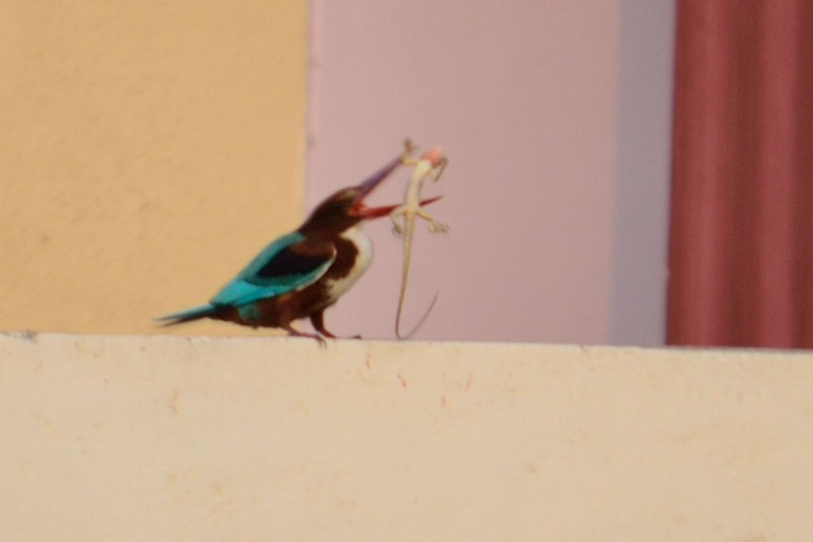 White-throated kingfisher  Halcyon smyrnensis,White-throated kingfisher