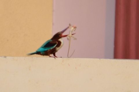 White-throated kingfisher  Halcyon smyrnensis,White-throated kingfisher