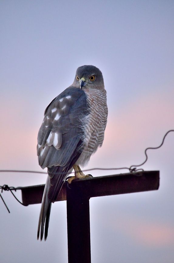 My neighbour  Accipiter badius,Accipiter nisus,Black-shouldered Kite,Elanus axillaris,Eurasian Sparrowhawk,Geotagged,India,Shikra