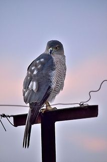My neighbour  Accipiter badius,Accipiter nisus,Black-shouldered Kite,Elanus axillaris,Eurasian Sparrowhawk,Geotagged,India,Shikra