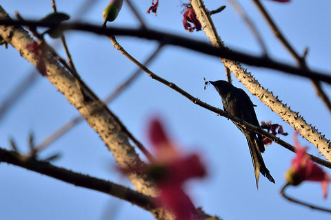 Black drongo catched a fly  Black Drongo,Dicrurus macrocercus,Geotagged,India,Spring