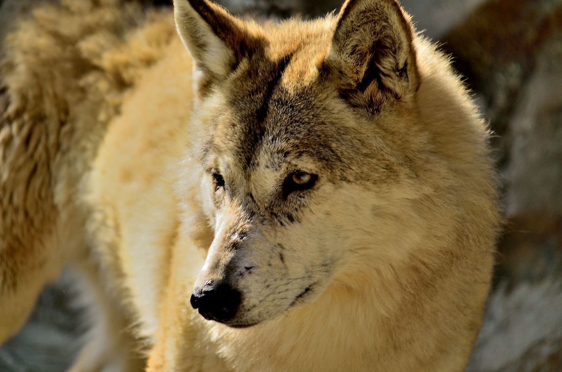 Wolf  Canis lupus,Canis lupus chanco,Geotagged,Gray wolf,India,Tibetan wolf,Winter
