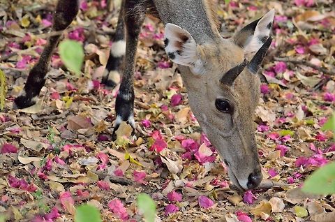 Nilgai  Boselaphus tragocamelus,Geotagged,India,Nilgai,Winter