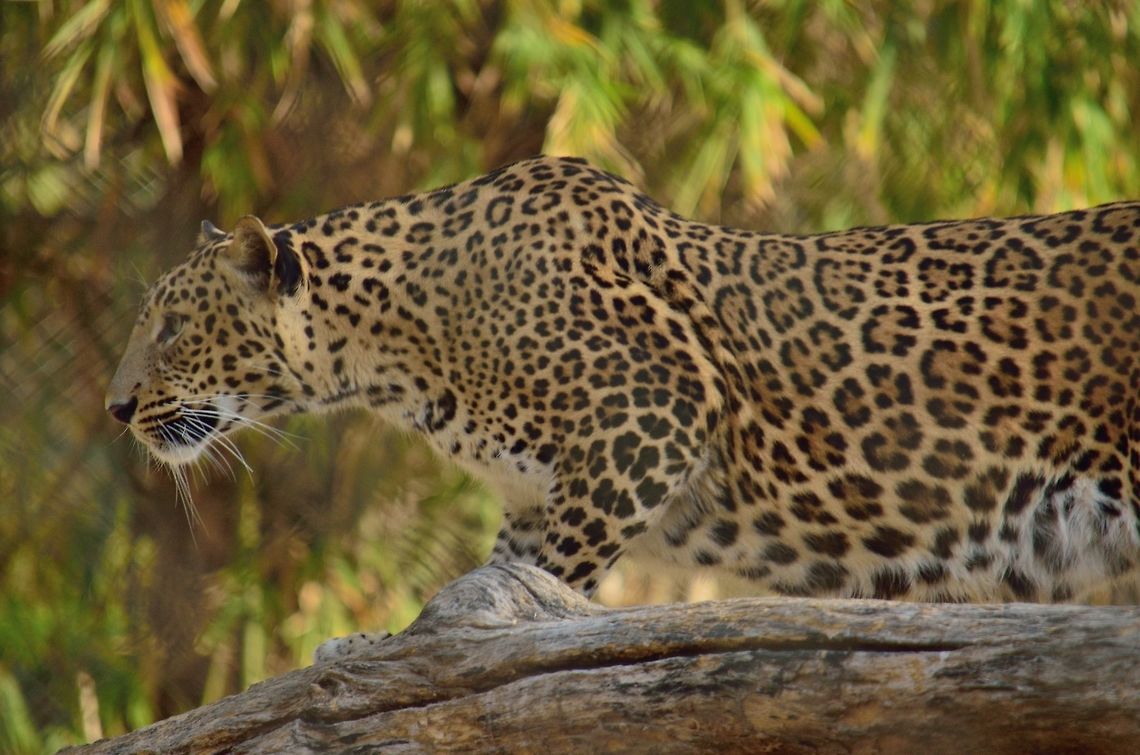 Leopard  Geotagged,India,Leopard,Panthera pardus,Winter