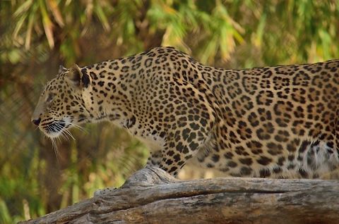 Leopard  Geotagged,India,Leopard,Panthera pardus,Winter